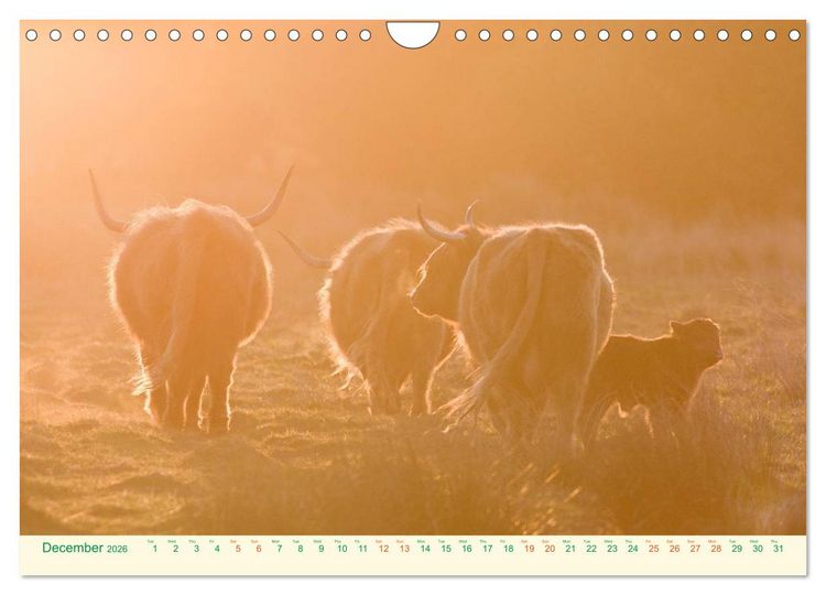 Produktbild: The Hairy Cow Calendar (Wall Calendar 2026 DIN A4 landscape), CALVENDO 12 Month Wall Calendar
