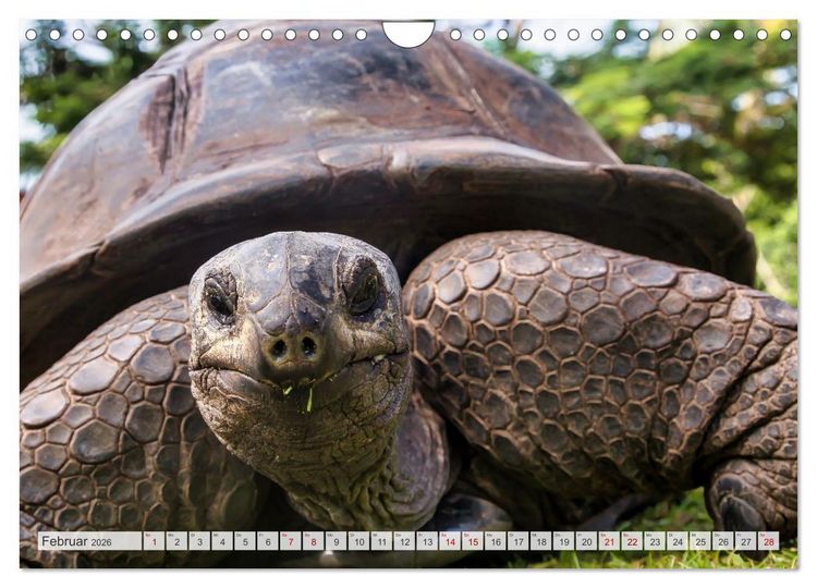 Produktbild: Die Seychellen - ganz nah am Paradies (Wandkalender 2026 DIN A4 quer), CALVENDO Monatskalender
