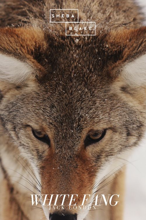 Produktbild: White Fang