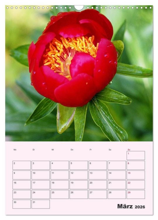 Produktbild: Pfingstrosen Rosen ohne Dornen (Wandkalender 2026 DIN A3 hoch), CALVENDO Monatskalender