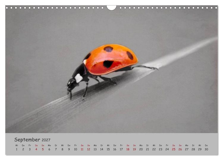 Produktbild: Gl&uuml;cksk&auml;fer (Wandkalender 2027 DIN A3 quer), CALVENDO Monatskalender