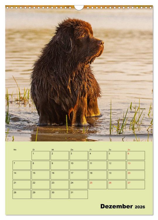 Produktbild: B&auml;rige Freunde - Familienplaner Brauner Neufundl&auml;nder (Wandkalender 2026 DIN A3 hoch), CALVENDO Monatskalender