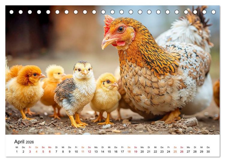 Produktbild: H&uuml;hner - gefiedert durchs Jahr (Tischkalender 2026 DIN A5 quer), CALVENDO Monatskalender