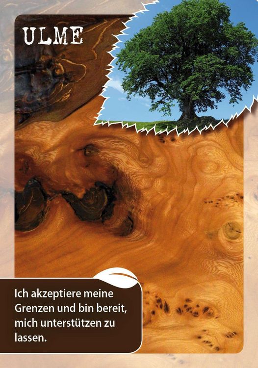 Produktbild: Die Botschaften der B&auml;ume &ndash; Impulse unserer Gef&auml;hrten f&uuml;r jeden Tag