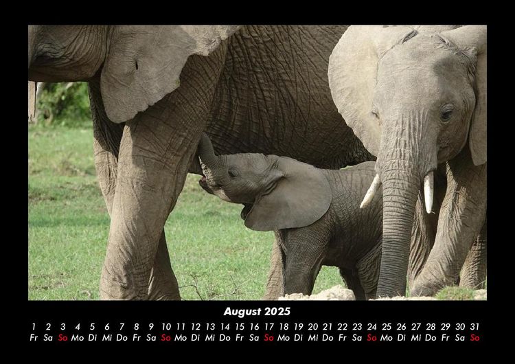 Produktbild: Elefanten 2025 Fotokalender DIN A3