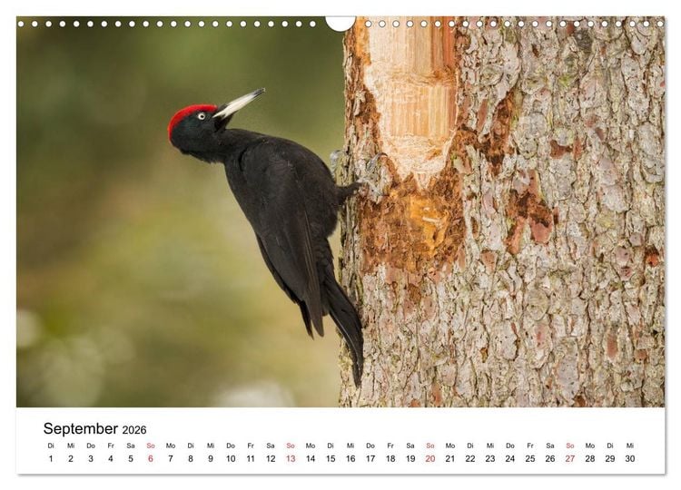 Produktbild: Unsere heimische Tierwelt (Wandkalender 2026 DIN A3 quer), CALVENDO Monatskalender
