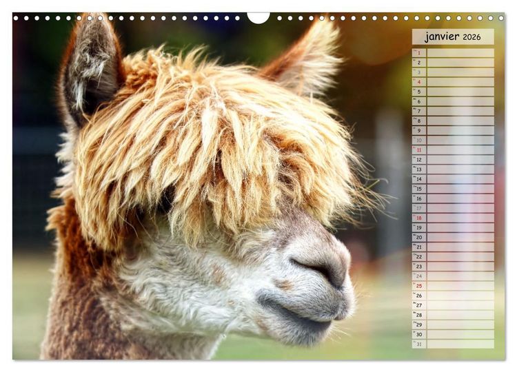 Produktbild: Alpagas, doudous aux coiffures sauvages (Calendrier mural 2026 DIN A3 vertical), CALVENDO calendrier mensuel