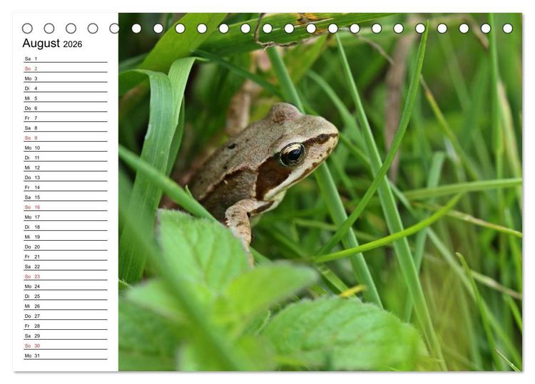 Produktbild: Amphibien und Reptilien (Tischkalender 2026 DIN A5 quer), CALVENDO Monatskalender