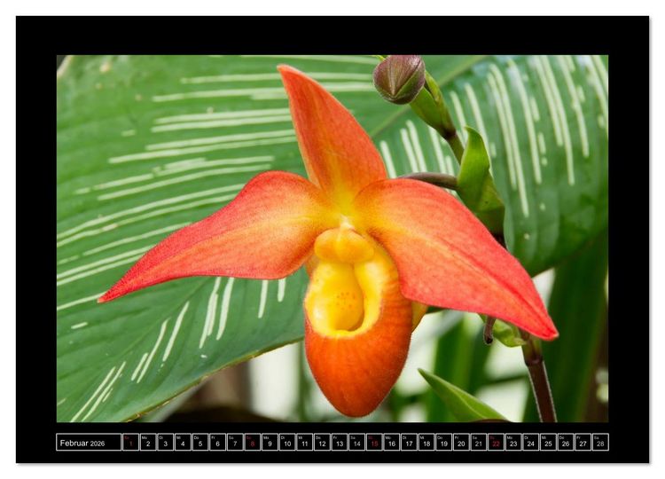 Produktbild: Frauenschuhe - die sch&ouml;nsten Orchideen der Welt (Wandkalender 2026 DIN A4 quer), CALVENDO Monatskalender