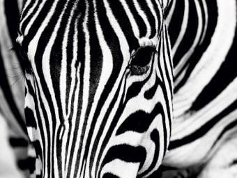 Produktbild: CALVENDO Puzzle Afrika: Nahaufnahme eines Steppenzebra in Botswana | 1000 Teile Lege-Gr&ouml;&szlig;e 64x48cm Foto-Puzzle f&uuml;r gl&uuml;ckliche Stunden