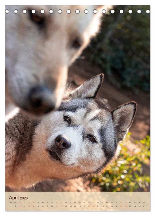 Produktbild: Im Husky-Rudel (Tischkalender 2026 DIN A5 hoch), CALVENDO Monatskalender