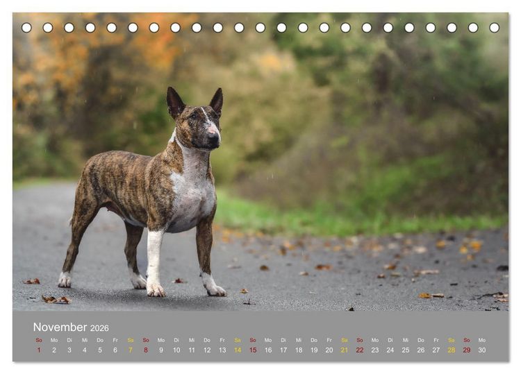 Produktbild: Bullterrier, liebenswerte Sturk&ouml;pfe (Tischkalender 2026 DIN A5 quer), CALVENDO Monatskalender