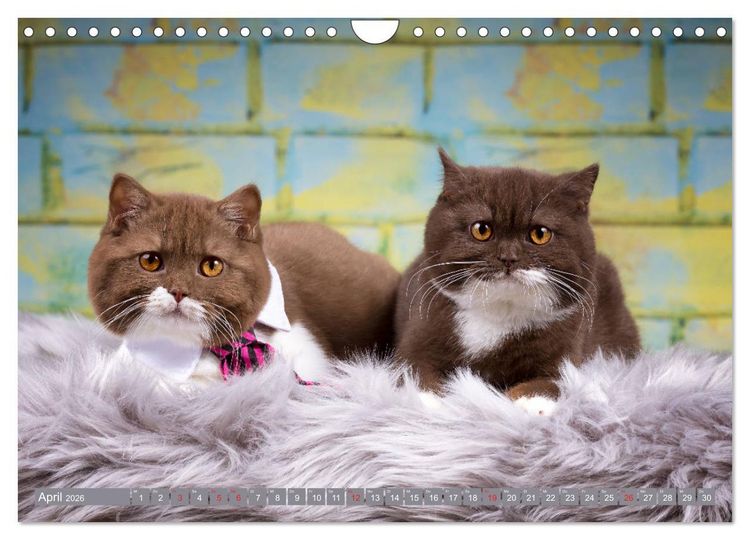 Produktbild: Kleine Stubenstiger (Wandkalender 2026 DIN A4 quer), CALVENDO Monatskalender