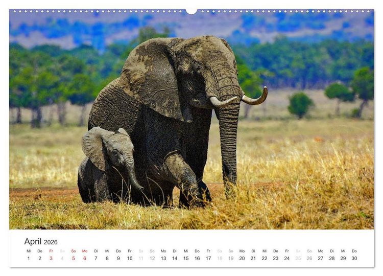 Produktbild: Elefanten - Sanfte Riesen in Afrika (hochwertiger Premium Wandkalender 2026 DIN A2 quer), Kunstdruck in Hochglanz