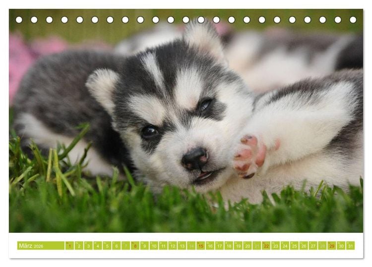 Produktbild: Siberian Husky - der Urtyp (Tischkalender 2026 DIN A5 quer), CALVENDO Monatskalender