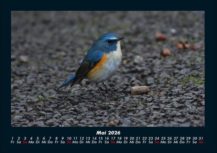 Produktbild: Vogelparadies 2026 Fotokalender DIN A4