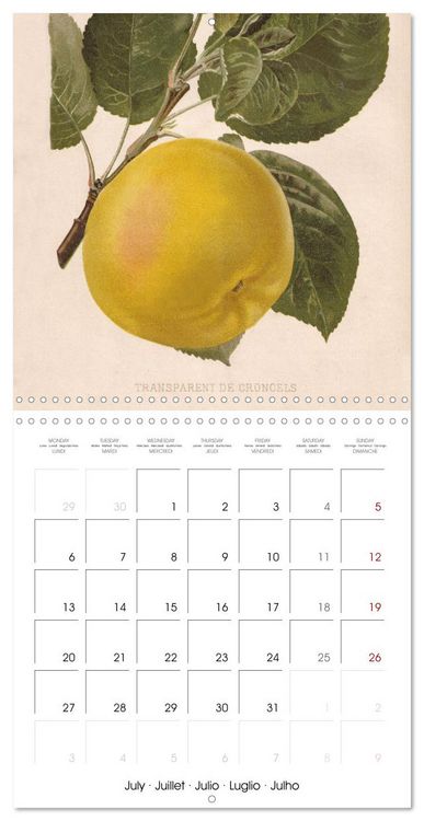 Produktbild: Art & Pomology - Apples 2026 (Wall Calendar 2026 12 &times; 12 Inch) CALVENDO 12 Month Wall Calendar