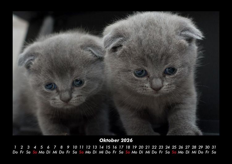 Produktbild: F&uuml;r Katzenfreunde 2026 Fotokalender DIN A3