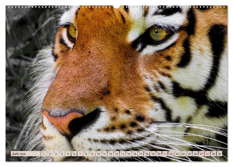 Produktbild: Tiger. Gestreift, wild u. sch&ouml;n (hochwertiger Premium Wandkalender 2026 DIN A2 quer), Kunstdruck in Hochglanz