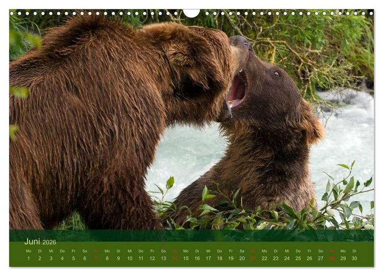 Produktbild: Der B&auml;renkalender 2026 (Wandkalender 2026 DIN A3 quer), CALVENDO Monatskalender