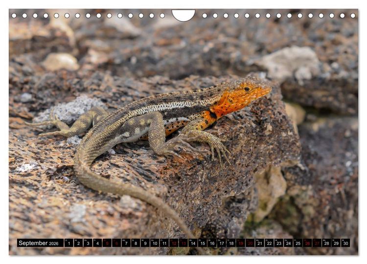 Produktbild: Naturparadies Galapagos - UNESCO Weltkulturerbe (Wandkalender 2026 DIN A4 quer), CALVENDO Monatskalender