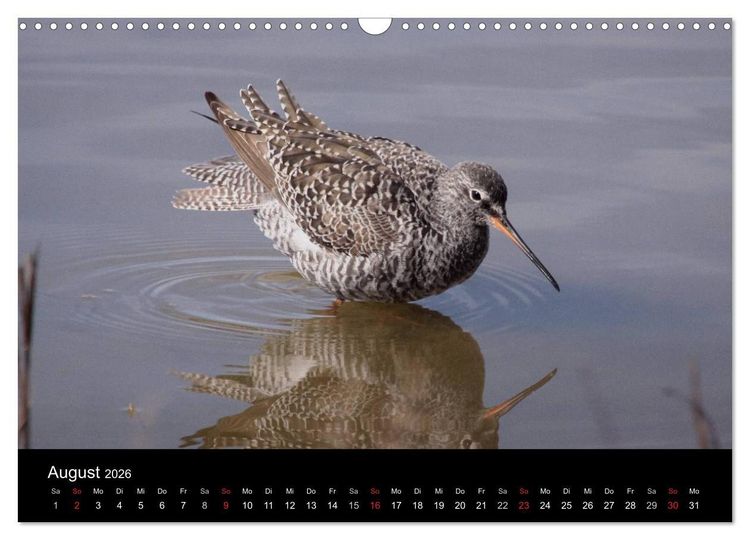 Produktbild: Limikolen Watv&ouml;gel auf dem Zug (Wandkalender 2026 DIN A3 quer), CALVENDO Monatskalender