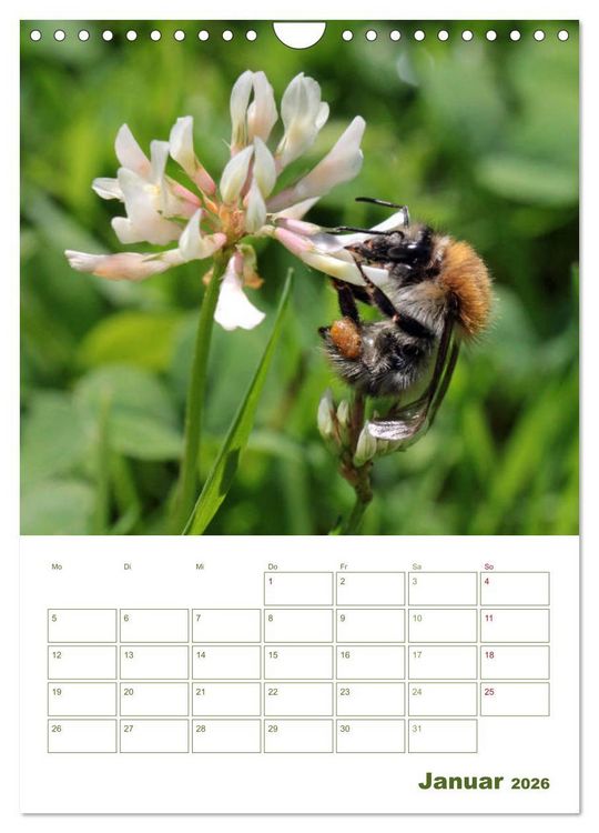 Produktbild: Wildbienen-Terminplaner 2026 (Wandkalender 2026 DIN A4 hoch), CALVENDO Monatskalender