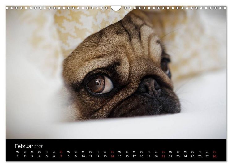 Produktbild: Mops 2027 (Wandkalender 2027 DIN A3 quer), CALVENDO Monatskalender
