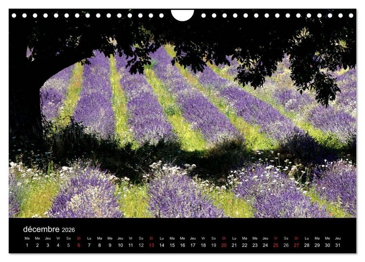 Produktbild: Lavande, l'or bleu de Provence (Calendrier mural 2026 DIN A4 vertical), CALVENDO calendrier mensuel