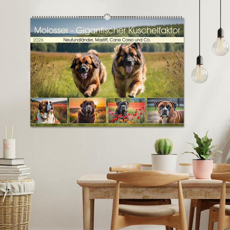 Produktbild: Molosser - Gigantischer Kuschelfaktor (Wandkalender 2026 DIN A2 quer), CALVENDO Monatskalender