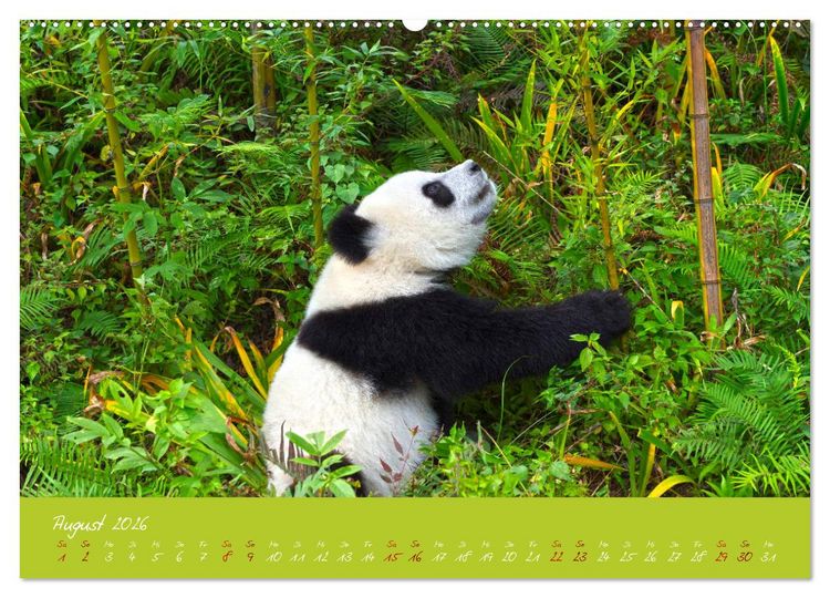 Produktbild: Der Gro&szlig;e Panda Ein kuscheliger Geselle (hochwertiger Premium Wandkalender 2026 DIN A2 quer), Kunstdruck in Hochglanz