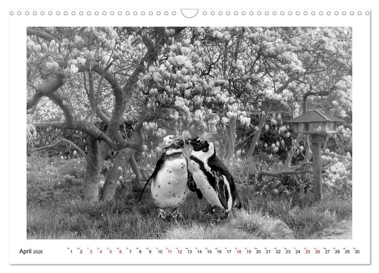 Produktbild: Pinguine privat (Wandkalender 2026 DIN A3 quer), CALVENDO Monatskalender