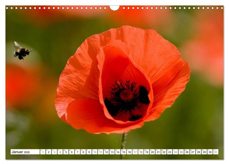 Produktbild: MohnTage (Wandkalender 2026 DIN A3 quer), CALVENDO Monatskalender