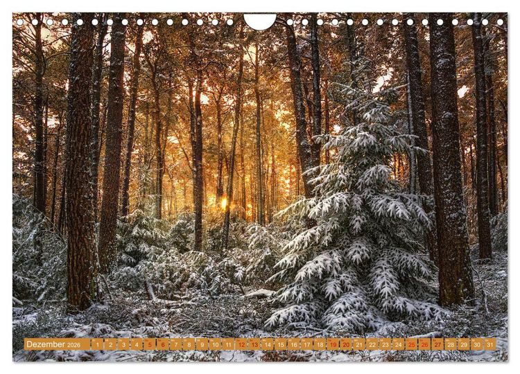 Produktbild: Augenschmaus Pf&auml;lzer Wald (Wandkalender 2026 DIN A4 quer), CALVENDO Monatskalender