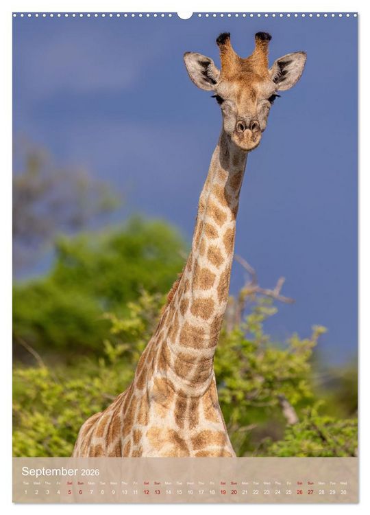 Produktbild: Giraffe Tales (Wall Calendar 2026 DIN A2 portrait), CALVENDO 12 Month Wall Calendar