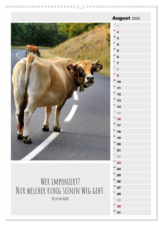 Produktbild: Coole Rindviecher (hochwertiger Premium Wandkalender 2026 DIN A2 hoch), Kunstdruck in Hochglanz
