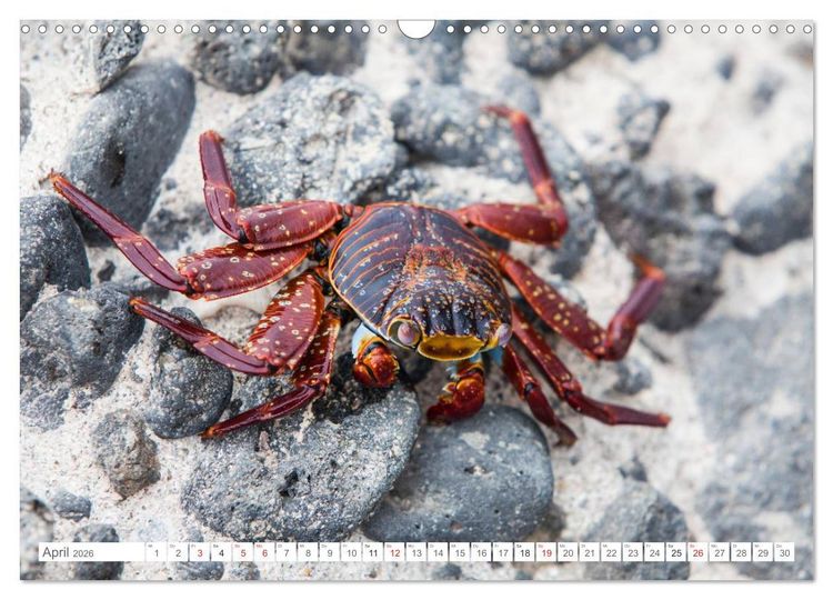 Produktbild: Galapagos. Verzauberte Inseln (Wandkalender 2026 DIN A3 quer), CALVENDO Monatskalender