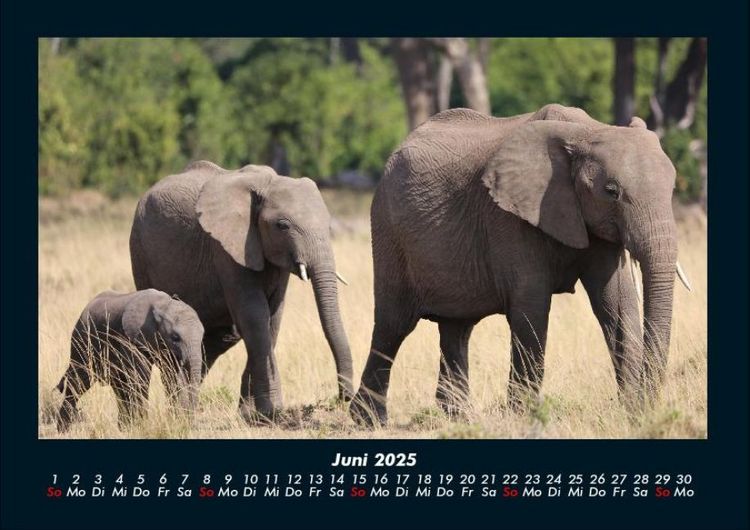 Produktbild: Elefanten 2025 Fotokalender DIN A4