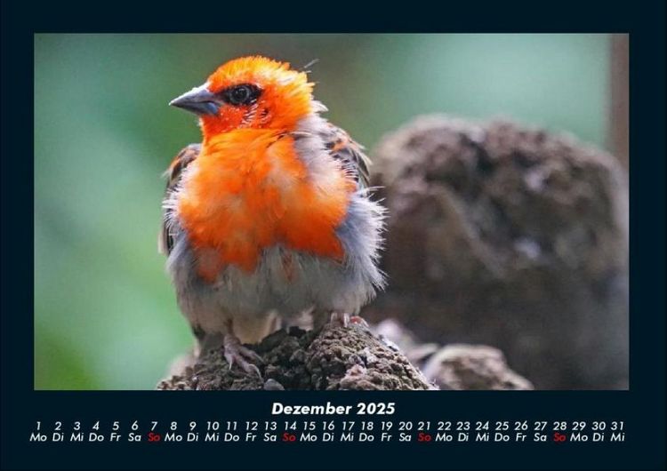 Produktbild: Vogelparadies 2025 Fotokalender DIN A4