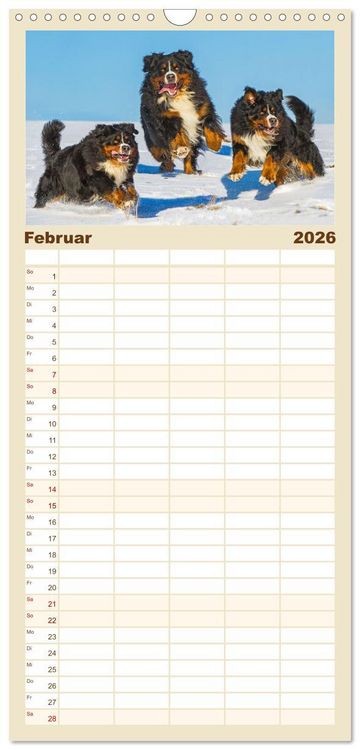 Produktbild: Familienplaner 2026 - Berner Sennenhund - Ein Freund auf vier Pfoten mit 5 Spalten (Wandkalender, 21 x 45 cm) CALVENDO