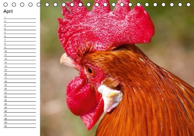 Produktbild: H&uuml;hner / Geburtstagskalender (Tischkalender immerw&auml;hrend DIN A5 quer)