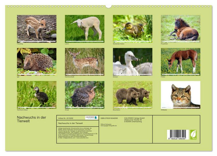 Produktbild: Nachwuchs in der Tierwelt (hochwertiger Premium Wandkalender 2026 DIN A2 quer), Kunstdruck in Hochglanz