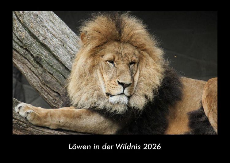 Produktbild: L&ouml;wen in der Wildnis 2026 Fotokalender DIN A3