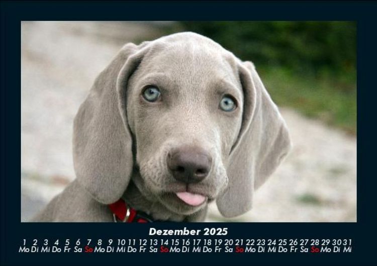 Produktbild: Welpen 2025 Fotokalender DIN A5