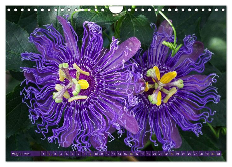 Produktbild: Flower Power - Zauberhafte K&uuml;belpflanzen (Wandkalender 2026 DIN A4 quer), CALVENDO Monatskalender