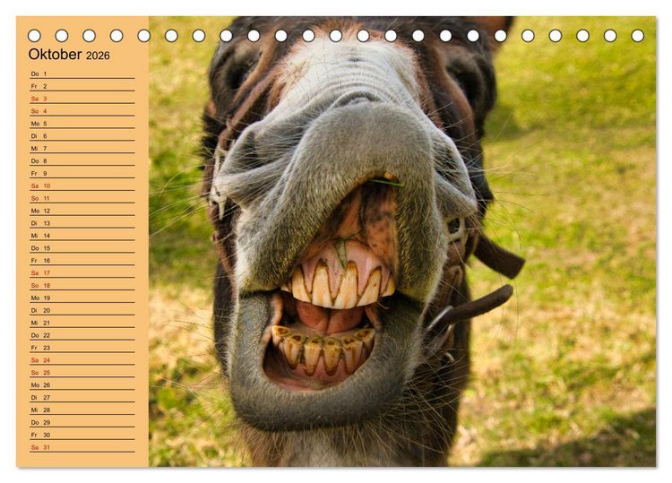 Produktbild: Liebenswerte Esel (Tischkalender 2026 DIN A5 quer), CALVENDO Monatskalender