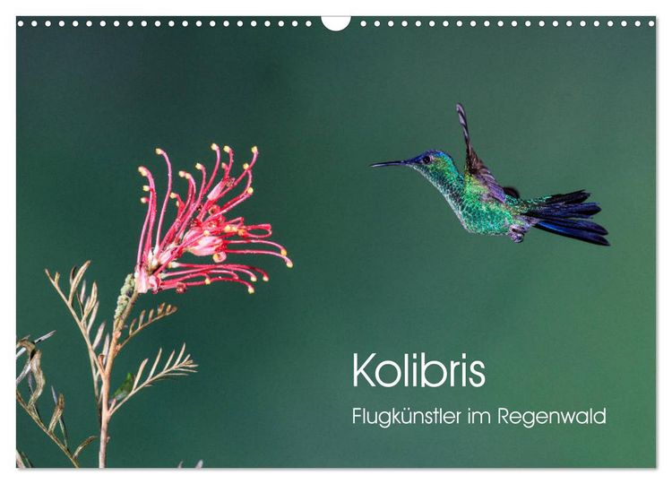 Produktbild: Kolibris - Flugk&uuml;nstler im Regenwald (Wandkalender 2026 DIN A3 quer), CALVENDO Monatskalender