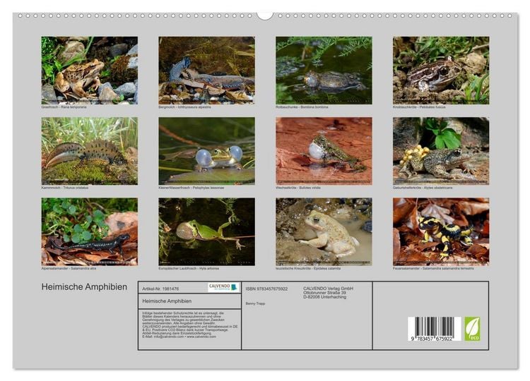 Produktbild: Heimische Amphibien (hochwertiger Premium Wandkalender 2026 DIN A2 quer), Kunstdruck in Hochglanz