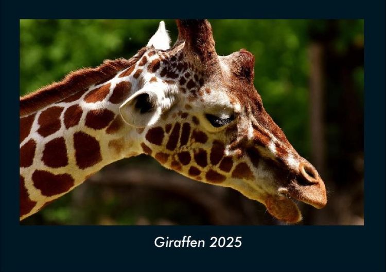 Produktbild: Giraffen 2025 Fotokalender DIN A4