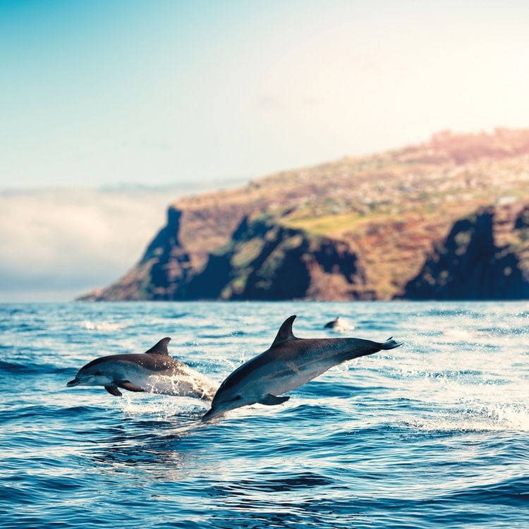 Produktbild: Dolphins/Delfine 2024